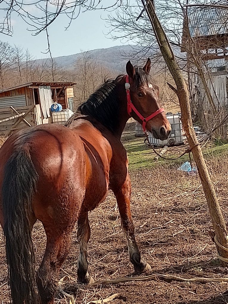 Vand noatent de 1 an si 10 luni CASTRAT!