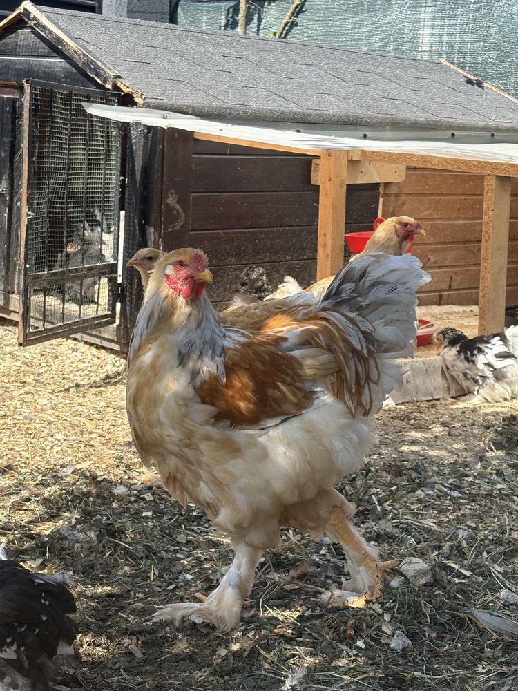 Cocosi Brahma tineti de 4 luni vaccinati la zi si perfecti sanatosi.