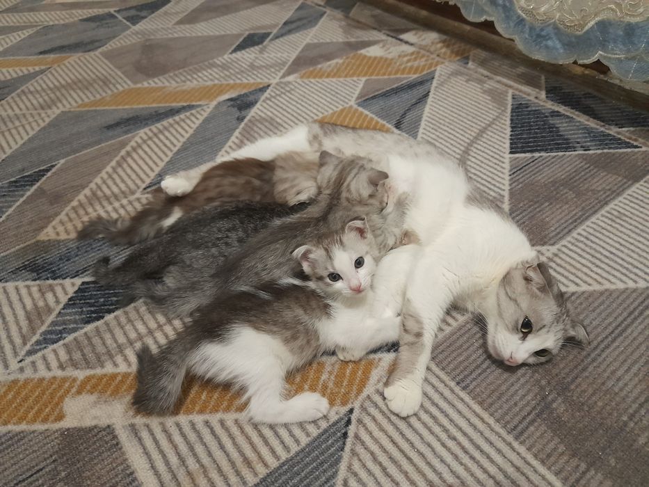 Продаётся  котята