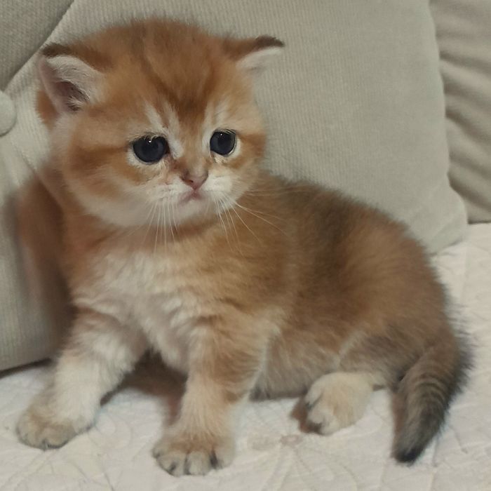 Бронь.Шикарные котята,золотая шиншилла.