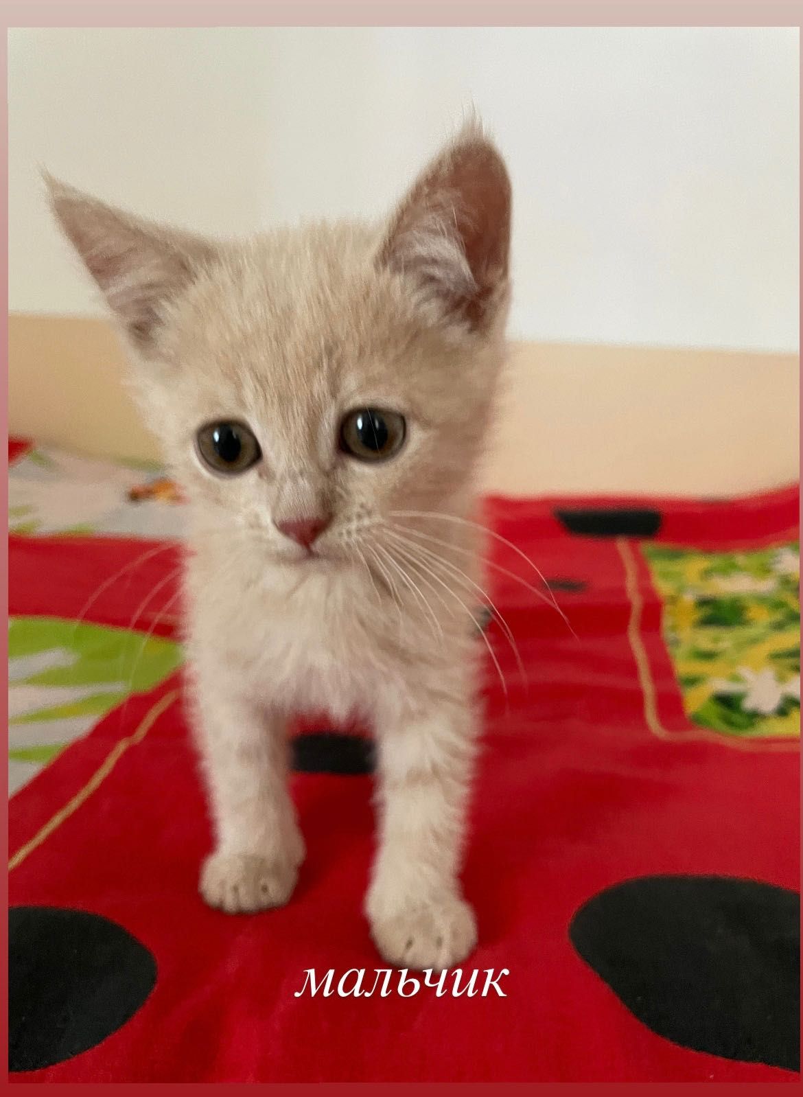 Котята в добрые руки