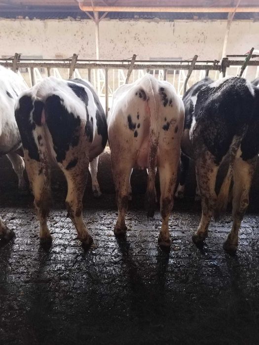 Femele- Holstein, cu gestatie avansata