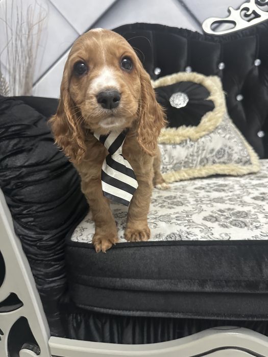 De vânzare baietel  Cocker Spaniel – 2 luni