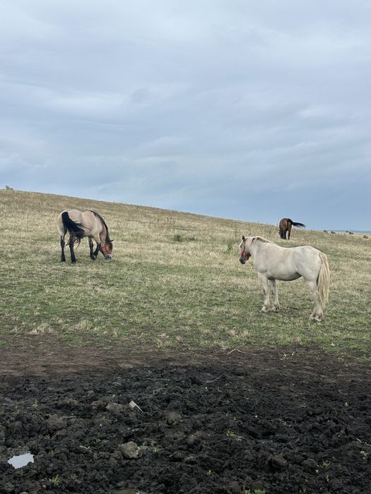 Vând iapă de 7 ani si o manza de 2 ani
