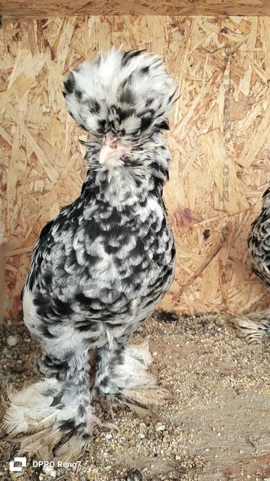 Kares joʻjalar sotiladi