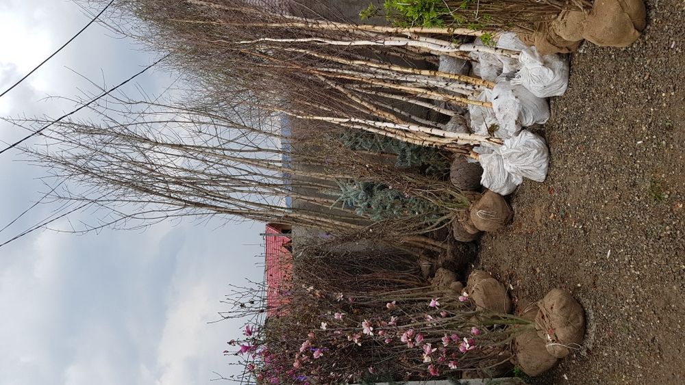 Amenajari gradini cu plante ornamantale