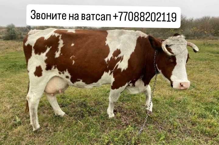 корова краснорябую (тельную).