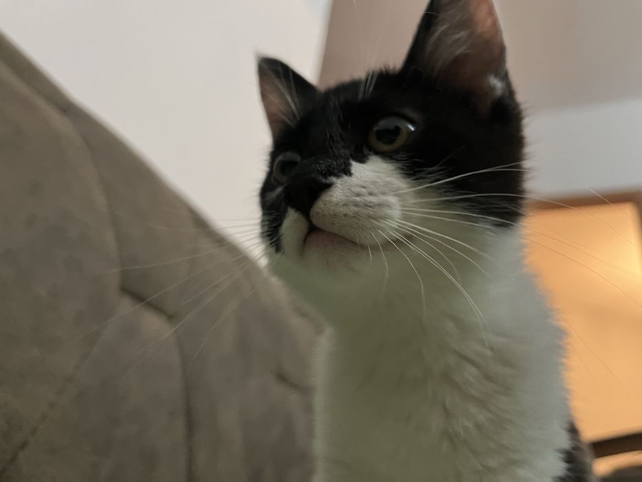 Котенок девочка в добрые руки