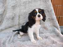 Vand baietel Cavalier King Charles tricolor