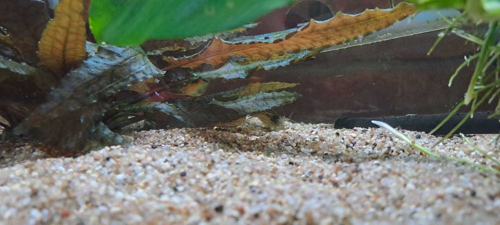 Vand acvariu 60l, complet (&accesorii)