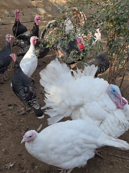 Продам индюков...