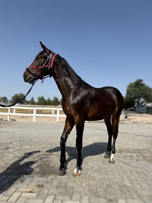 Продам Тайчика ! Возраст 1 год 3 месяца