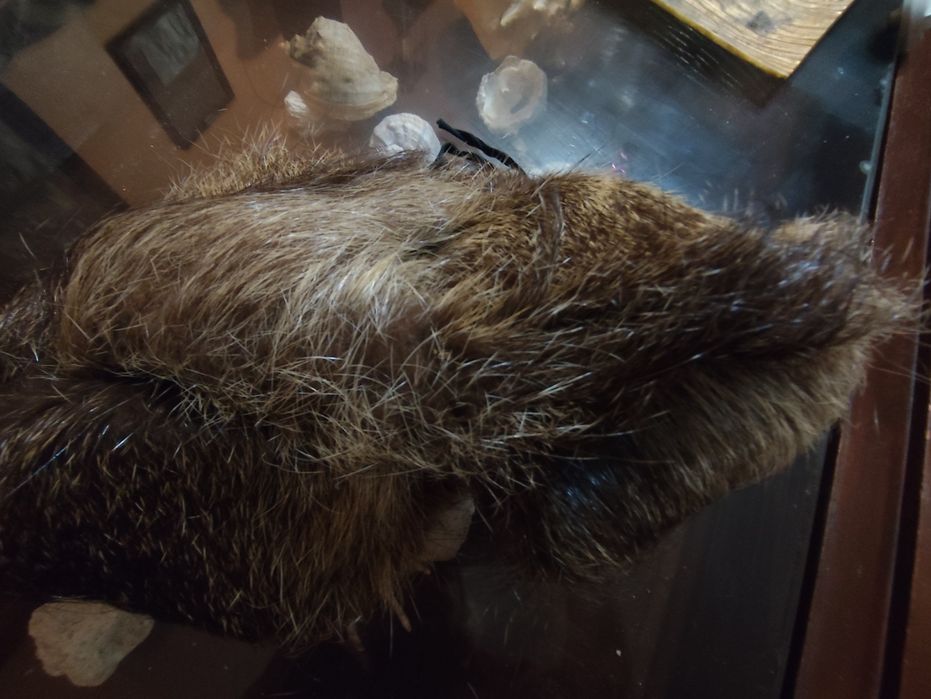 Дамски шапки от норка