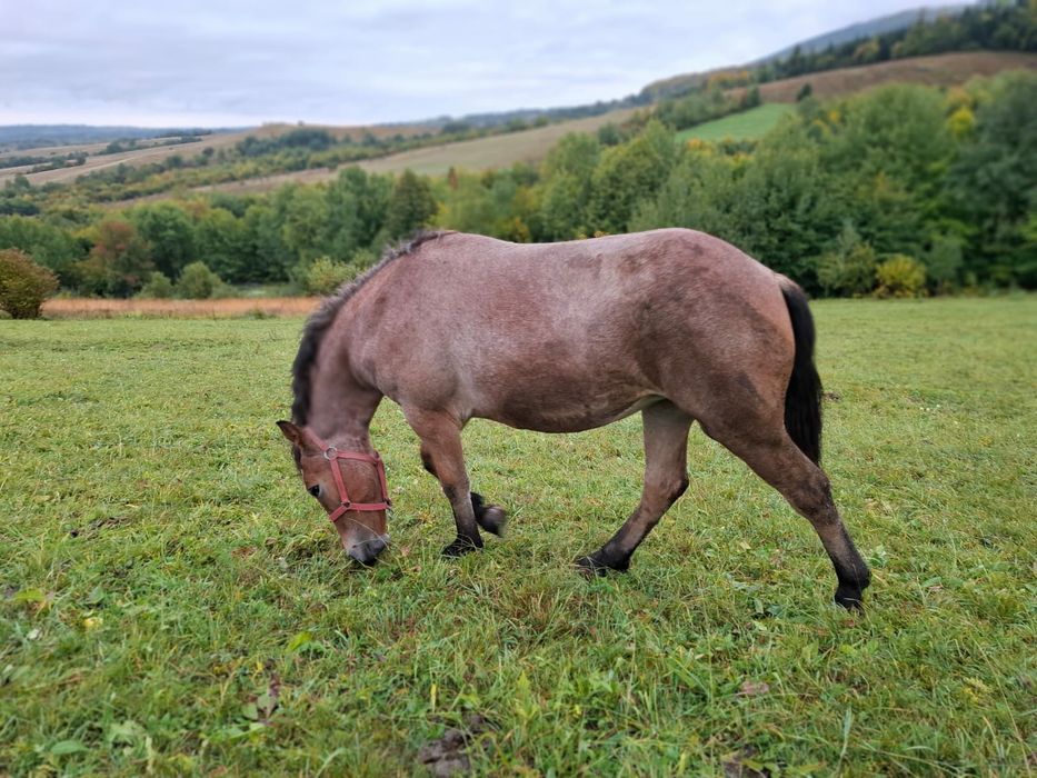 Am Mânză de vanzare