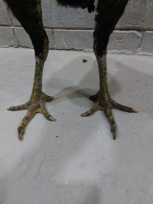 Ganoy dakan privaznoy