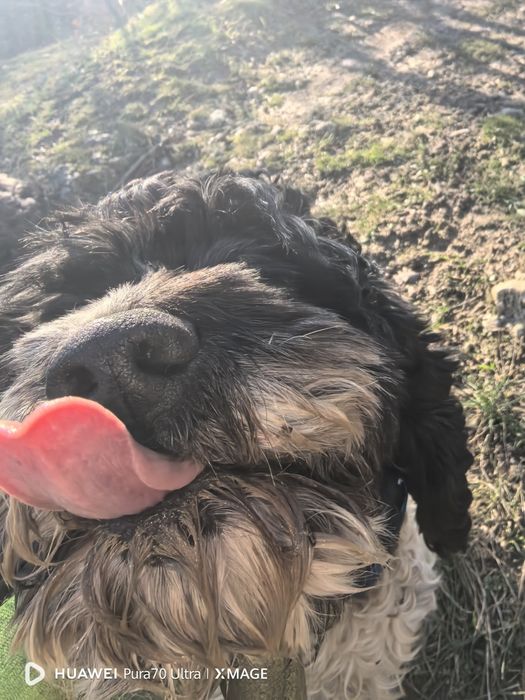 Кучета за трюфели