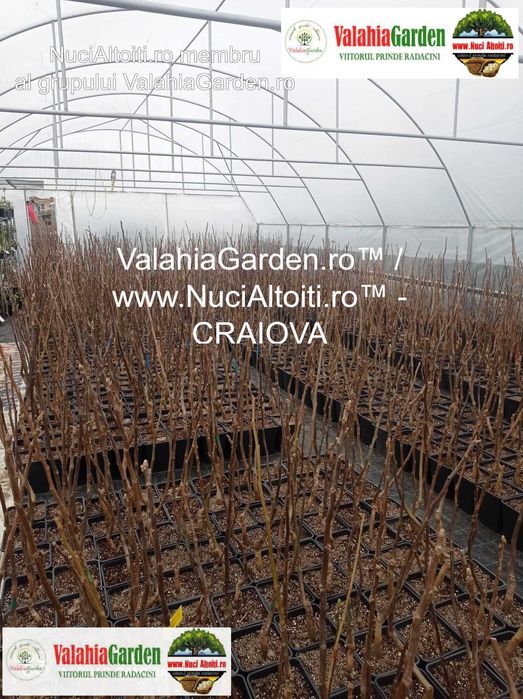 Aronia, Aluni, Kaki, Smochini, Nuci altoiti si Butasi vita de vie