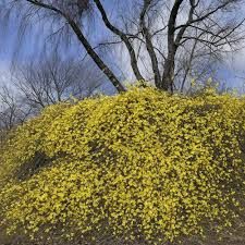 Iasomie Yellow galbena Parfumata