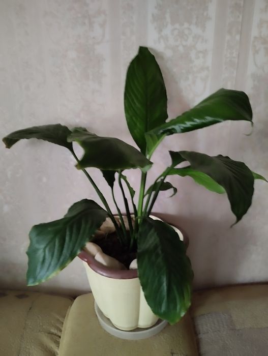 Женское счастье.