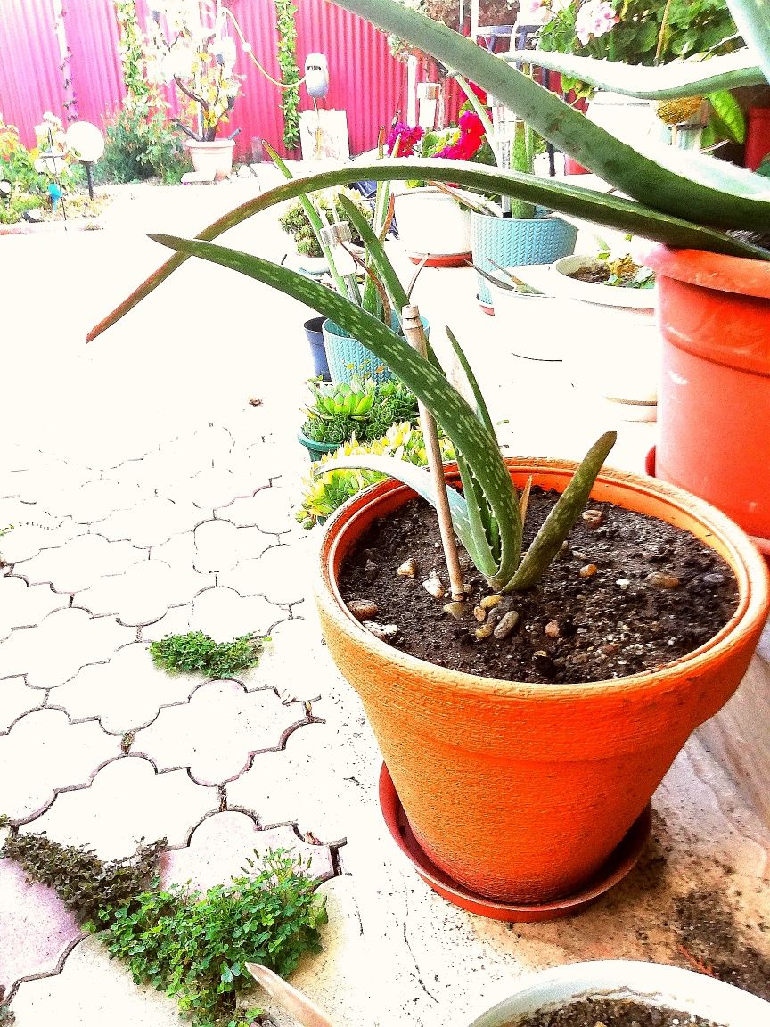 Aloe Vera de vanzare