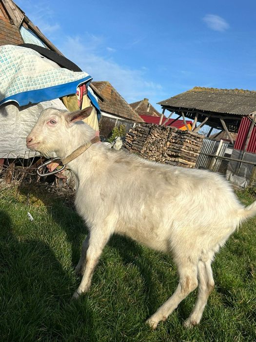 7 hónapos Saanen cap eladó
