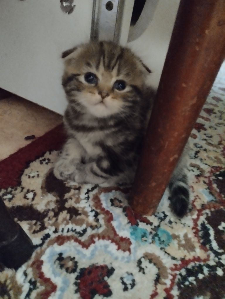 Британскиие котята