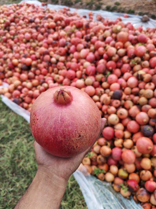 Sherabod anori, Щербацкий гранаты