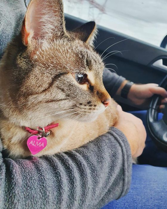 Donez pisică adultă