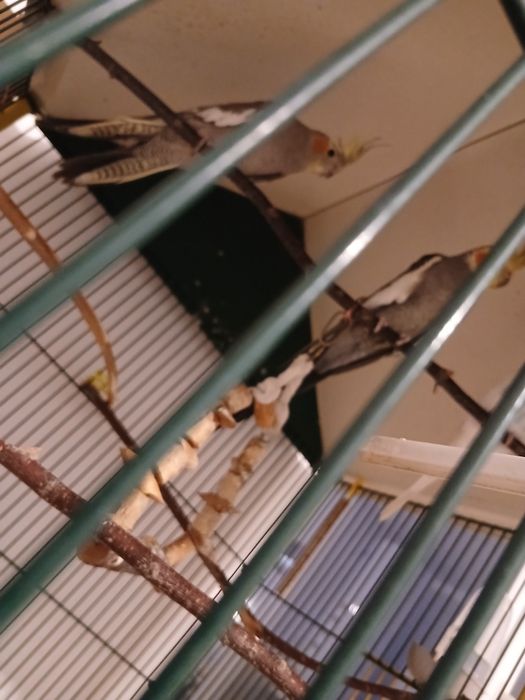 Papagali, cantatori si nimfe