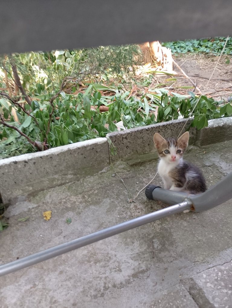 Подарявам котенца