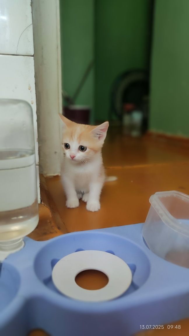 Котенок девочка 1.5 месяца в поиске дома