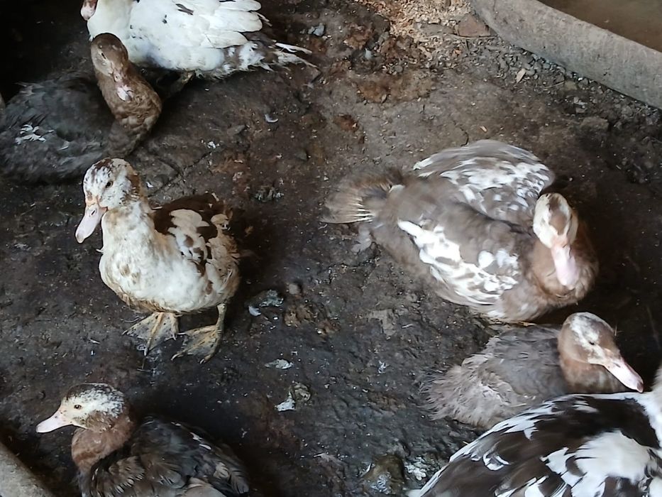 Vand rate mute colorate