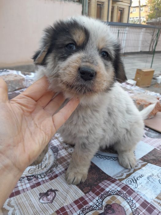 Щенки к заботливым хозяевам