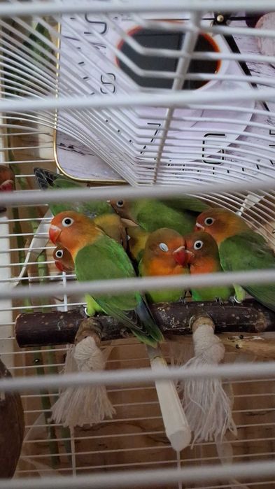 Vand puii blanzi de agapornis si costa 180 lei