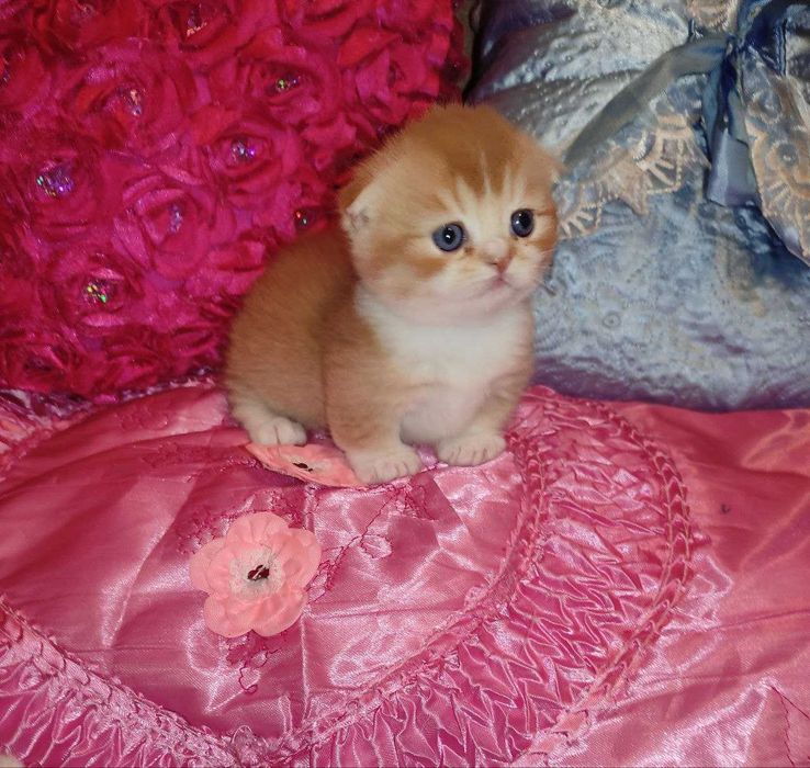 Готовится и бронируются котёнок Манчкин фолд,"бело-красный биколор"