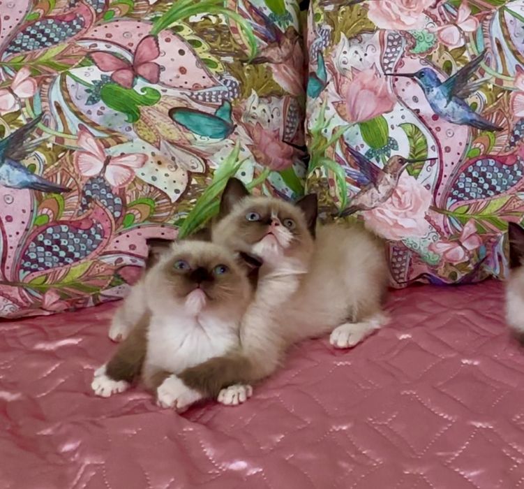 Рагдол / Регдол Ragdoll