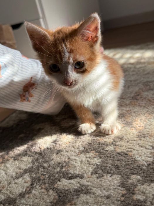 Donez pisicuta de 2 luni blanda