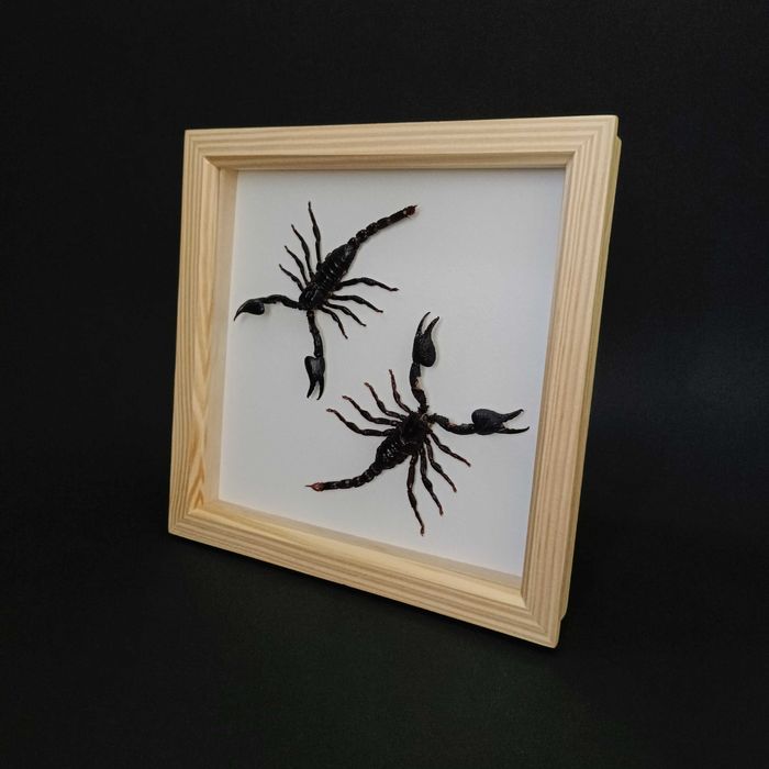 Подарък за зодия Скорпион, Препариран истински скорпион в рамка
