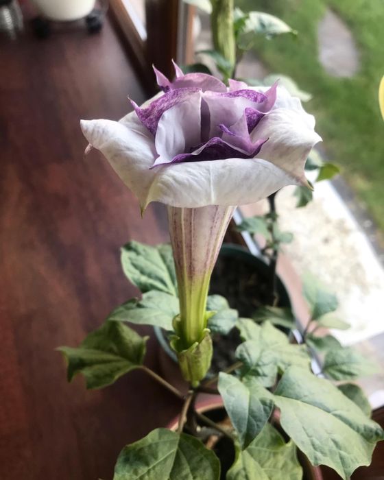 Датура  Дурман Метел Балерина Пёрпл