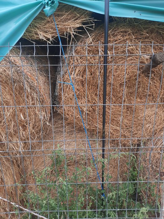 Vând baloți de lucernă