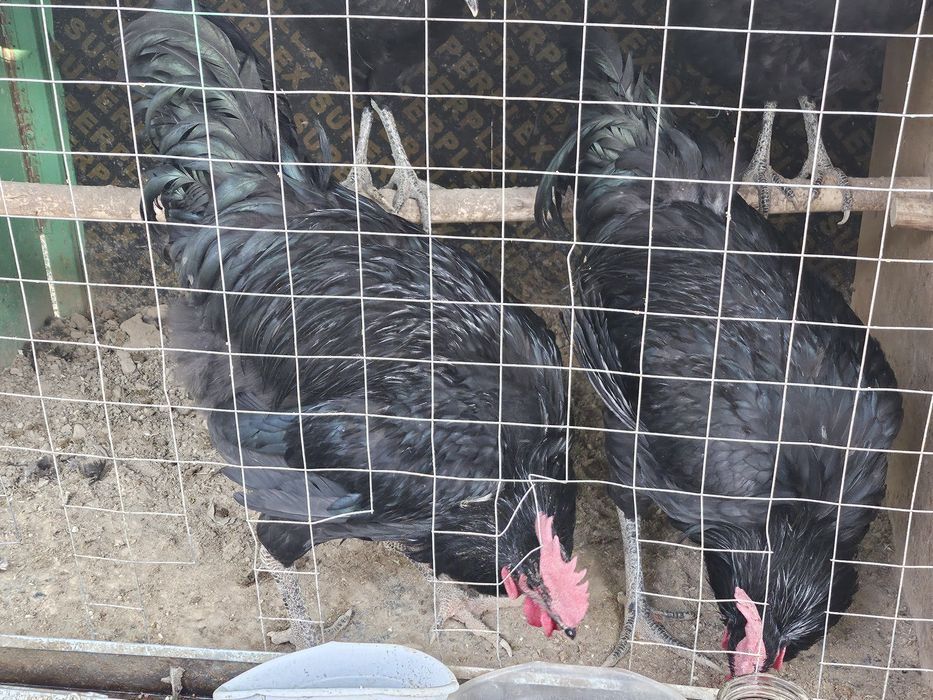 Gegant qora shaxzoda xòrozi sotiladi