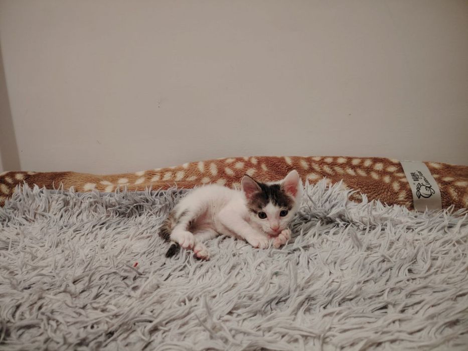 Котята в доьрые руки