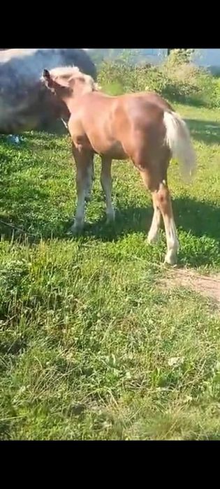 Vând mânz de 5 luni