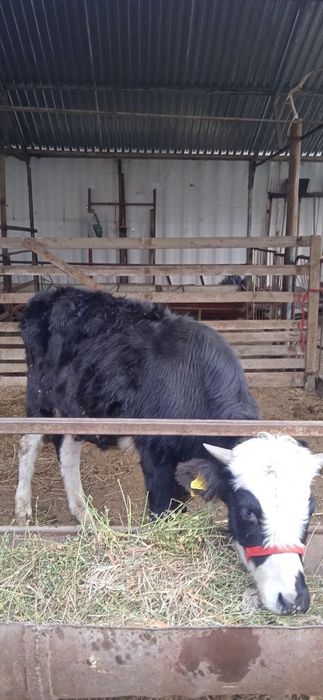 Miki maus buqacha sotiladi narxi 12.300 .