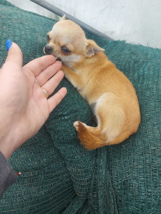 Мини чихуахуа женско