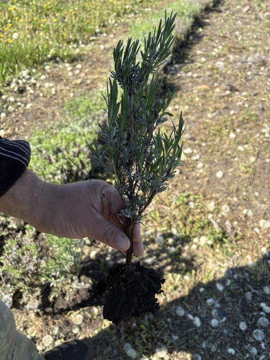 BUTASI Lavanda Sevstopolis Cluj