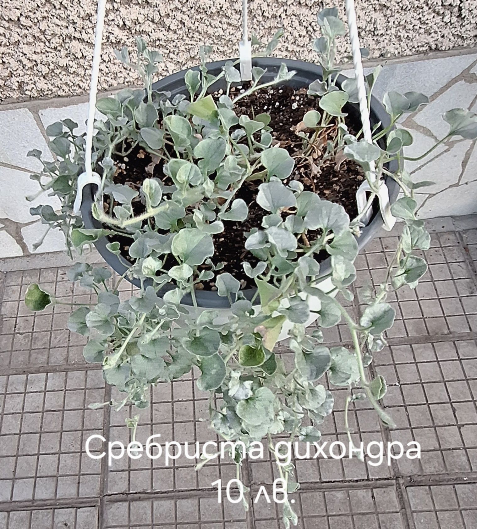 Предлагам стайни  цветя