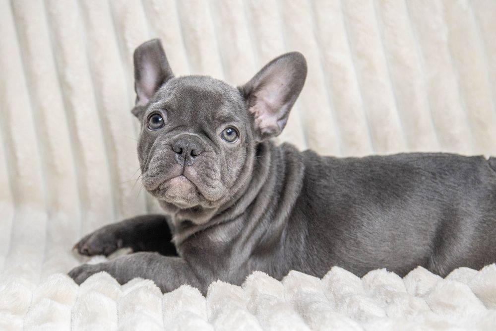 bulldog francez blue fetiță