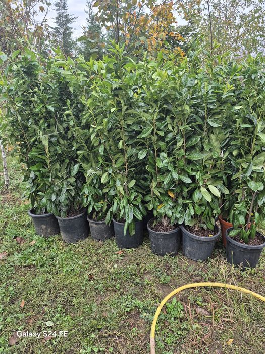 Laur englezesc  gard viu