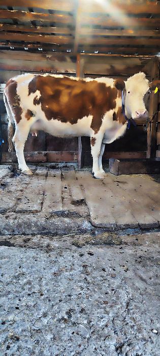 Продам дойную корову!